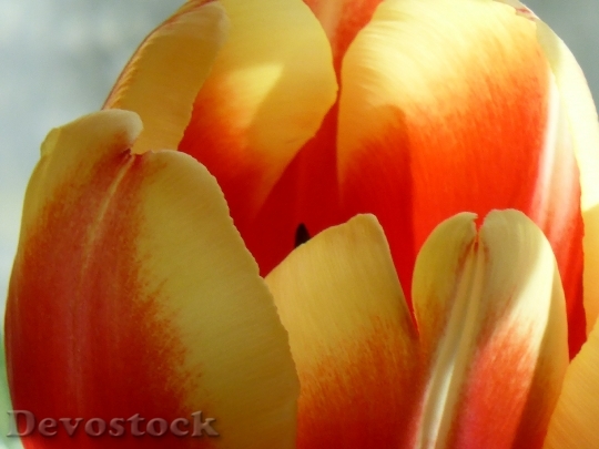 Devostock Tulip Flower Nature Plant