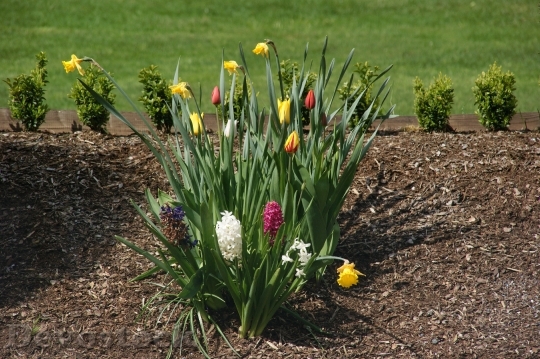 Devostock Tulip Flower Nature Spring 1