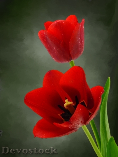 Devostock Tulip Flower Nature Spring 2