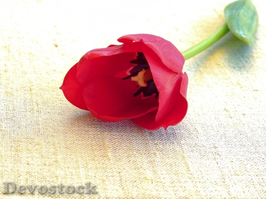 Devostock Tulip Flower Nature Spring 3