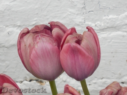 Devostock Tulip Flower Nature Spring 6
