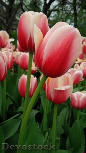 Devostock Tulip Flower Nature Spring 7