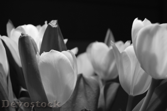 Devostock Tulip Flower Night Plant