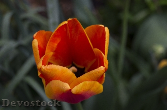 Devostock Tulip Flower Orange Perennial