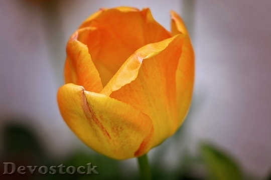 Devostock Tulip Flower Orange Spring 0