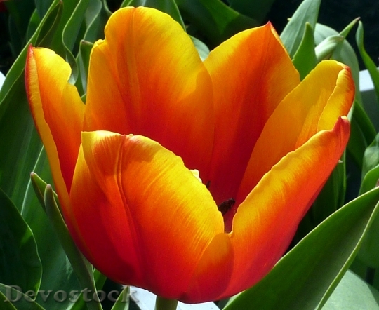 Devostock Tulip Flower Orange Spring