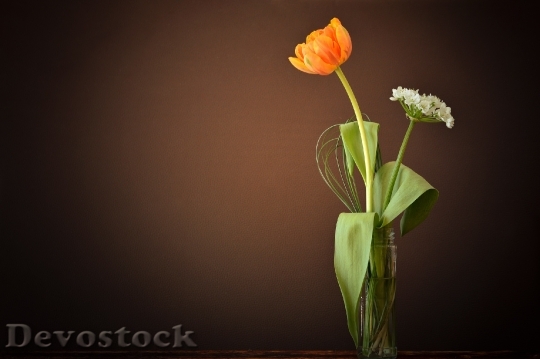 Devostock Tulip Flower Orange White 0
