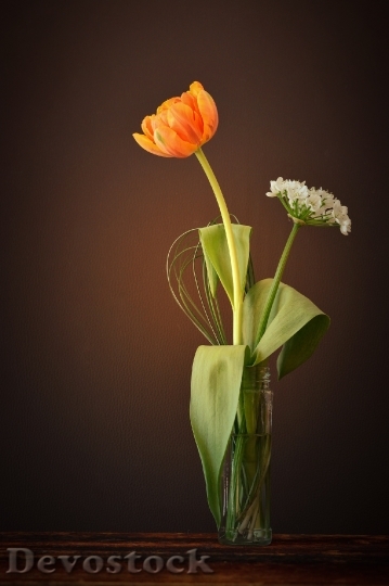 Devostock Tulip Flower Orange White