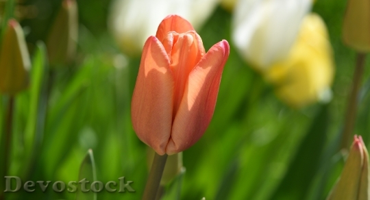 Devostock Tulip Flower Pale Orange