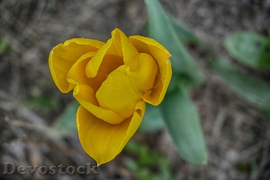 Devostock Tulip Flower Petal Yellow