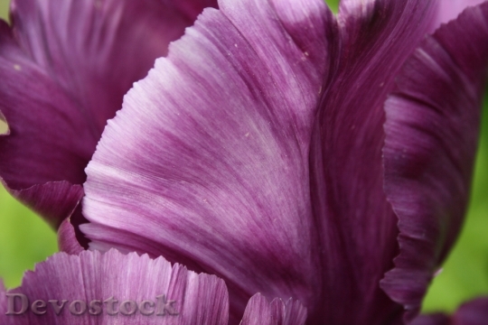 Devostock Tulip Flower Petals Purple 0