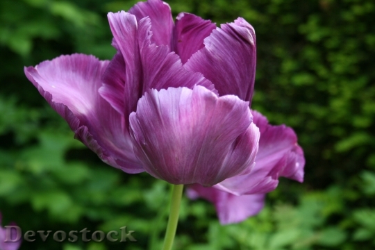 Devostock Tulip Flower Petals Purple 1