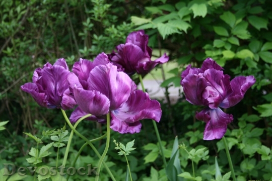 Devostock Tulip Flower Petals Purple