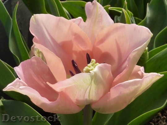 Devostock Tulip Flower Pink 610370
