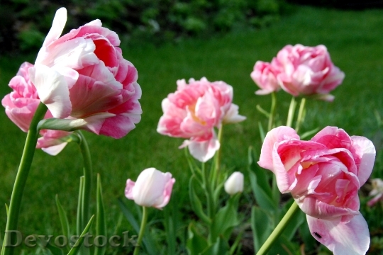 Devostock Tulip Flower Pink Blossom 0