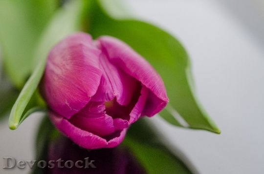 Devostock Tulip Flower Pink Bud 0