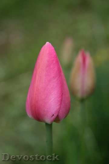 Devostock Tulip Flower Pink Bud 1