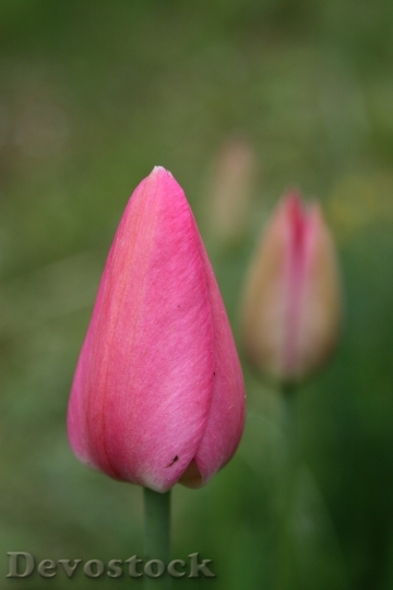Devostock Tulip Flower Pink Bud