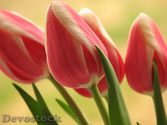 Devostock Tulip Flower Pink Floral