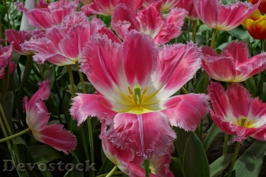 Devostock Tulip Flower Pink Nature