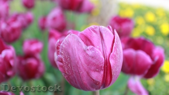 Devostock Tulip Flower Pink Romance