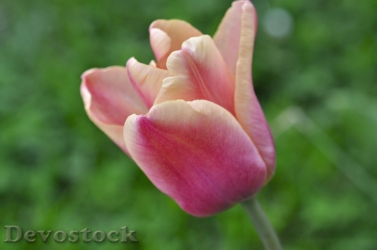 Devostock Tulip Flower Pink Schnittblume