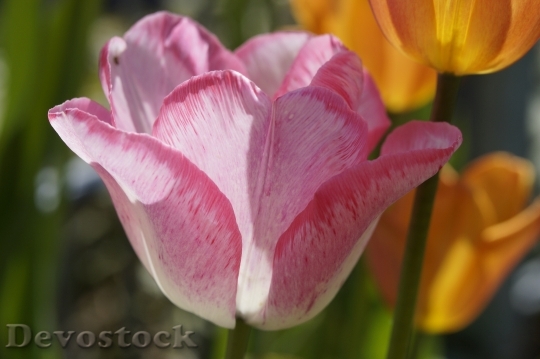 Devostock Tulip Flower Pink Spring 1