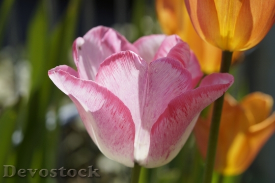 Devostock Tulip Flower Pink Spring 2
