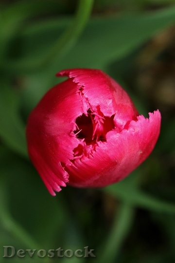 Devostock Tulip Flower Pink Spring 3