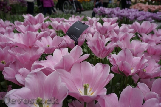 Devostock Tulip Flower Pink Spring 5