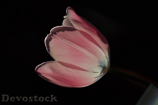 Devostock Tulip Flower Pink Spring