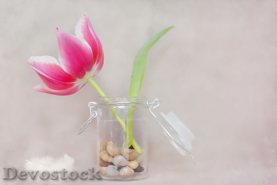 Devostock Tulip Flower Pink White