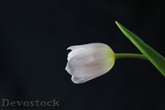 Devostock Tulip Flower Plant 1185353