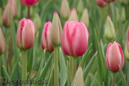 Devostock Tulip Flower Plant 705135