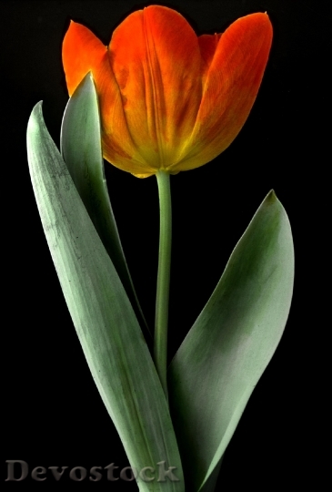 Devostock Tulip Flower Plant Blooming