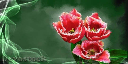 Devostock Tulip Flower Plant Blossom 8