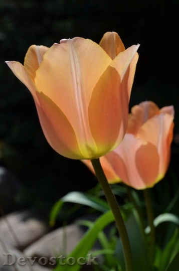 Devostock Tulip Flower Plant Blossom
