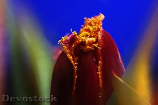 Devostock Tulip Flower Plant Blossom 9