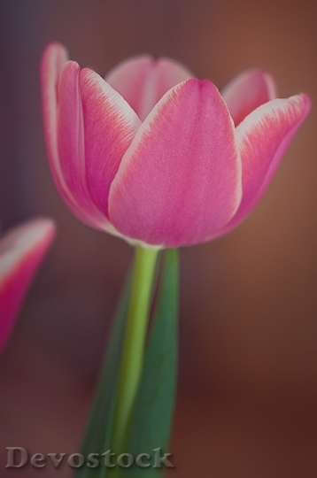 Devostock Tulip Flower Plant Pink