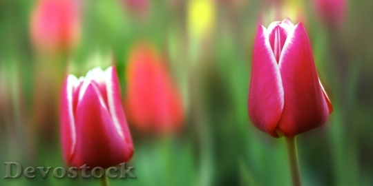 Devostock Tulip Flower Plant Spring 0