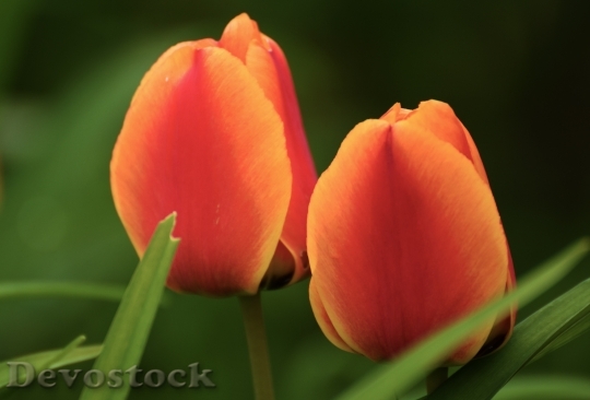Devostock Tulip Flower Plant Spring 2