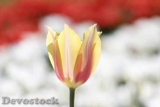 Devostock Tulip Flower Plant Spring