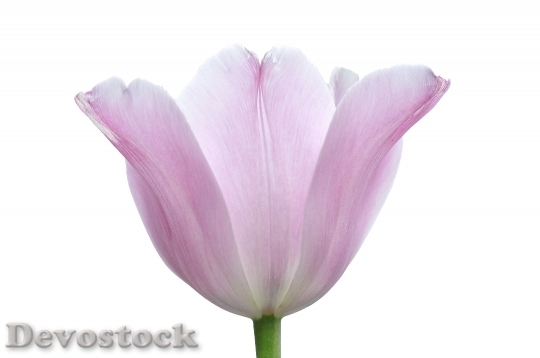 Devostock Tulip Flower Plant Tender