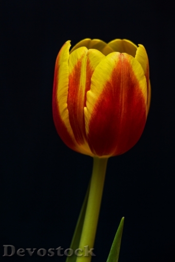 Devostock Tulip Flower Plant Yellow