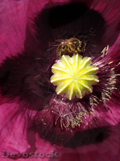 Devostock Tulip Flower Purple Bee