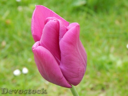 Devostock Tulip Flower Purple Blossom