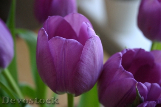 Devostock Tulip Flower Purple Bouquet
