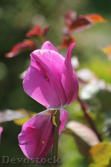 Devostock Tulip Flower Purple Pink