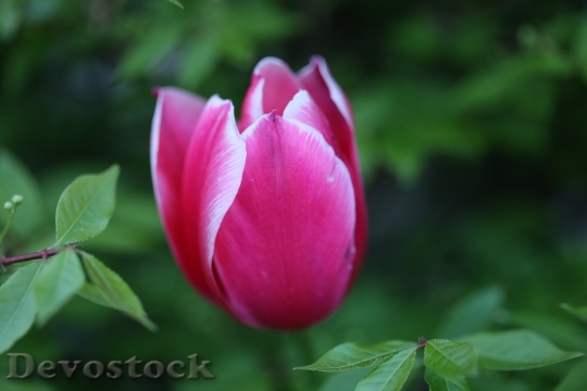 Devostock Tulip Flower Purple Spring 0