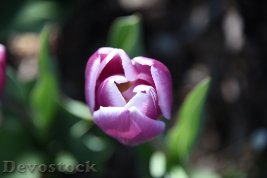 Devostock Tulip Flower Purple Spring 2